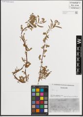 Foto von Salix L.